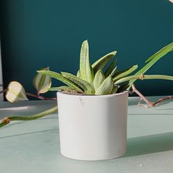 Rare variegated Gasteria Little Warty succulent plant/ indoor plant/ house plant flower patio garden