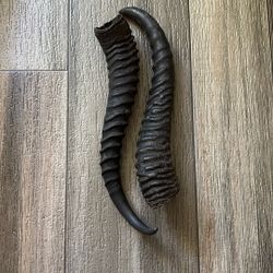Taxidermy Springbok Horns 