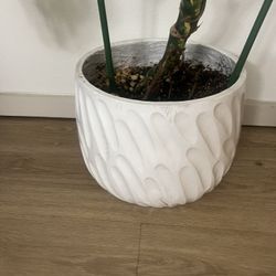 2 large ceramic plant pots H12 L15 & H10 L12