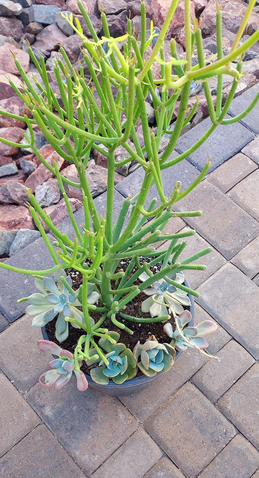 Firestick with Succulent Mix