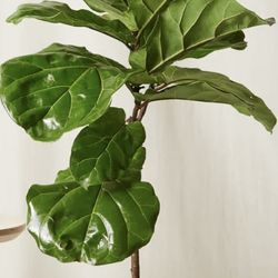 Fiddle leaf tree