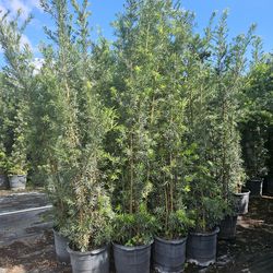 podocarpus 8 to 9 feet tall  Instant probabilidad hehe for fence
