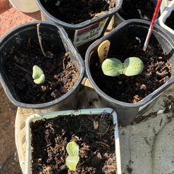 Yellow Watermelon Plants