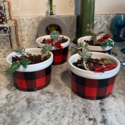 Christmas Succulents