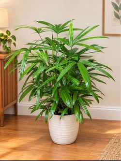 Lady palm