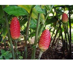 Awapuhi Shampoo Plant 