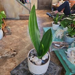 Mother's Day Is Coming!  Sansevieria Snake Plant In 6in Ceramic Pot With Shells And Cute Turtle