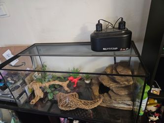 40 Gallon Bearded Gragon Tank !