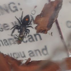 Jumping Spider Replica