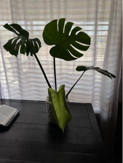 Monstera plant