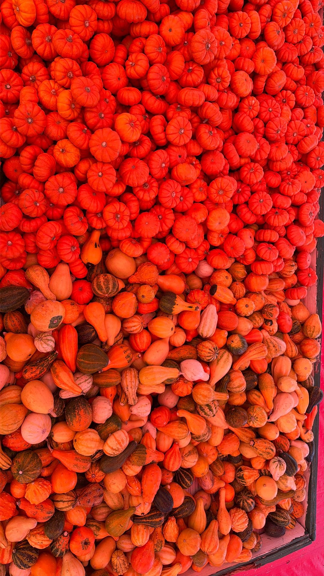 Miniature Pumpkins And Gourds