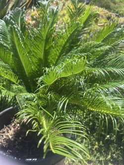 Sago   Palm
