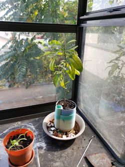 Calamansu Tree