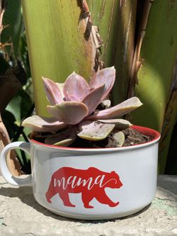 Mama coffee mug with succulent plant
