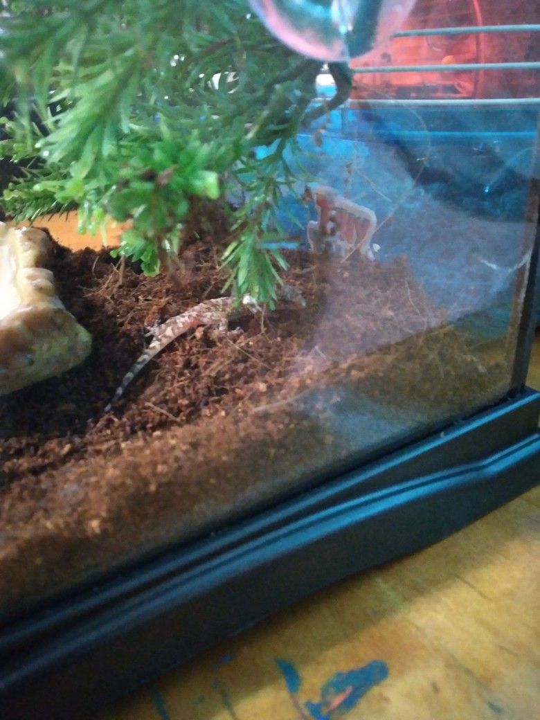 Baby House Gecko Tank
