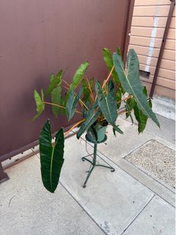8” huge philodendron Billietiae w/ multiple plants big leaves