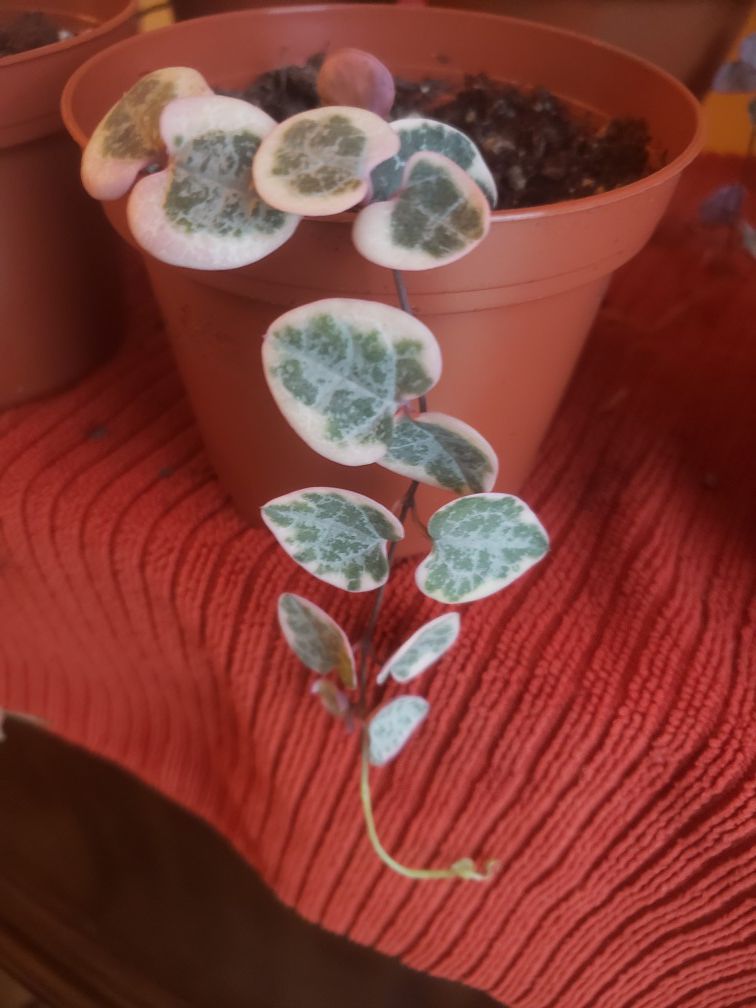String of Hearts succulent plant- Variegated rare string of hearts plant- rooted and a beauty