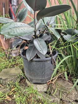 Arbol Oja De Elefante