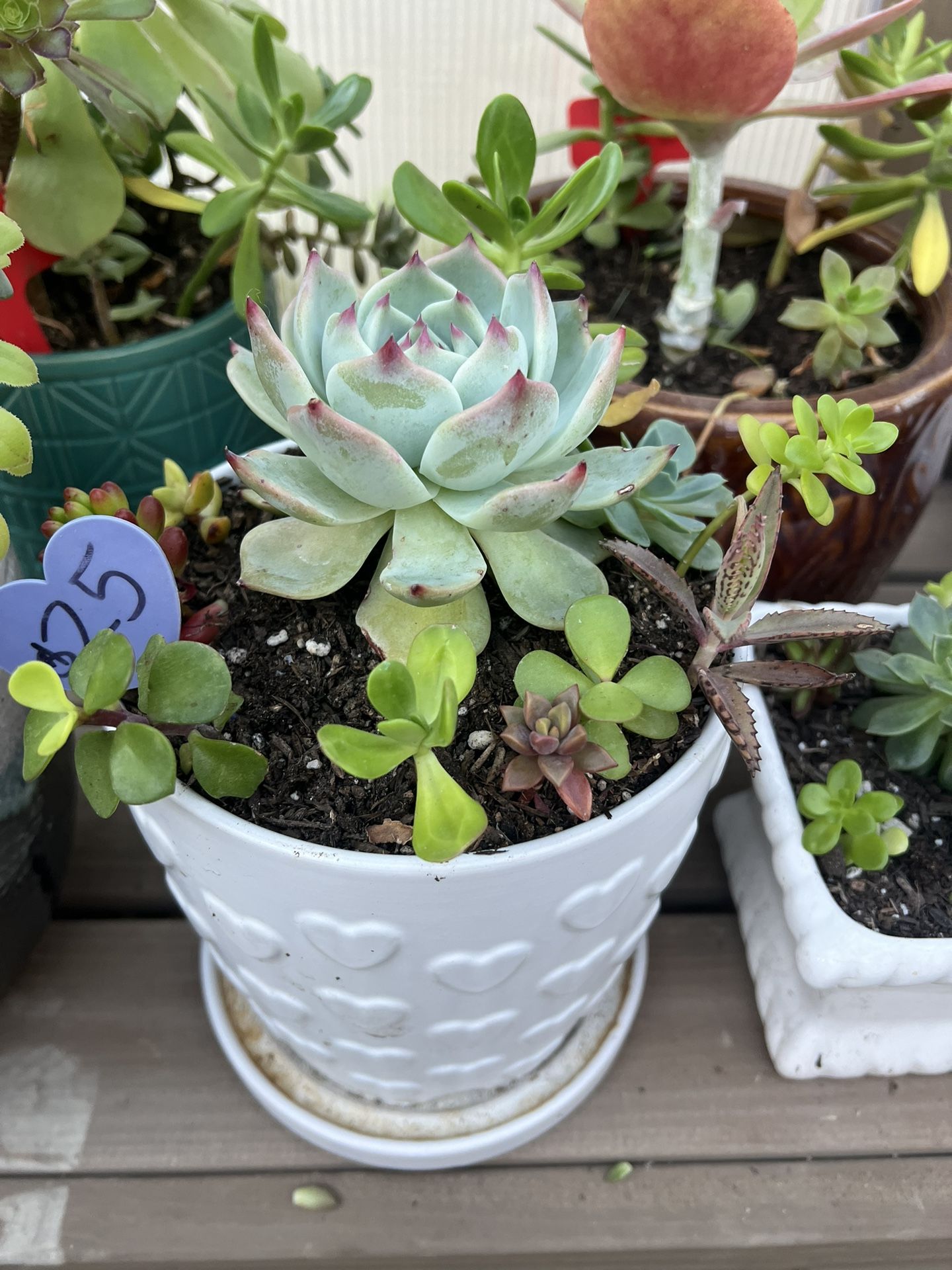 Mother’s Day Succulents