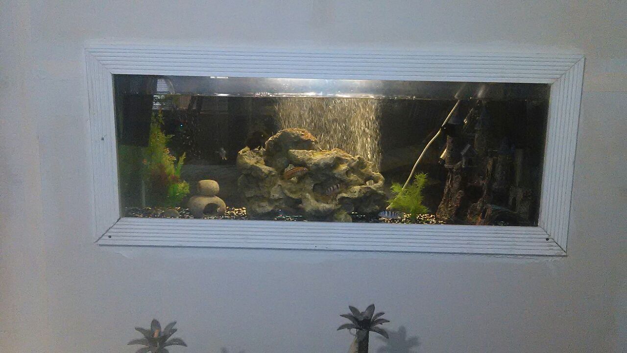 Fish Tank in the wall
