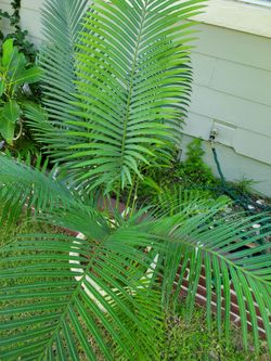 Palm