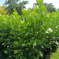 Clusia Privacy Hedge Plants 7gl Overgrown 4.5ft Only $23🏡🏡🏡