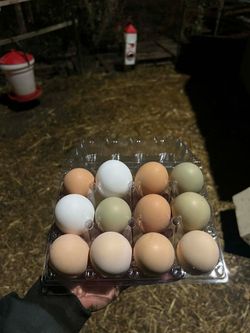 Fresh Eggs