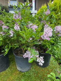 Fuchsia and plant sale - Everett