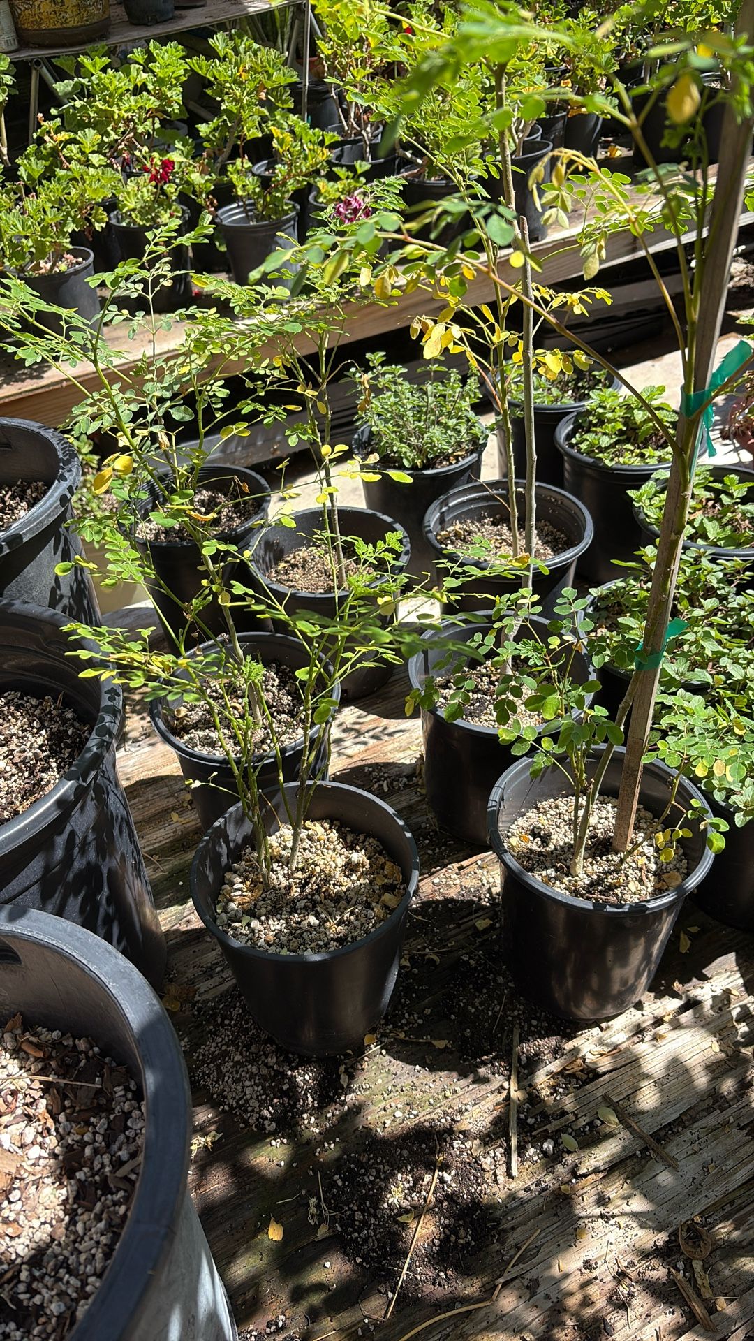 Moringa Plant One Gallon Pot $15 Each