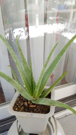 Aloe vera Healthy and best air purifying house plant in the new pot