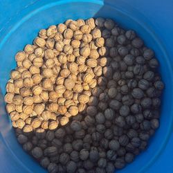 Walnuts