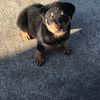Marco