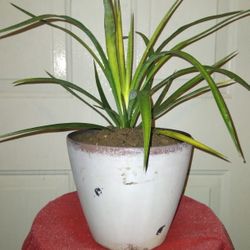 Aloe Yucca Plants (Dagger Plant)