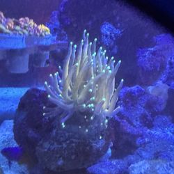 Indo gold type torch 2 heads