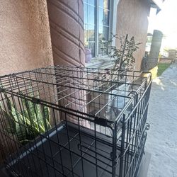 Dog Cage 