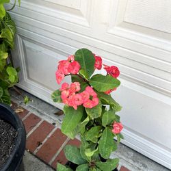 Crown Of Throns Rose Color 