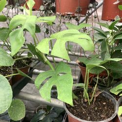 Rare Split Leaf Plant 