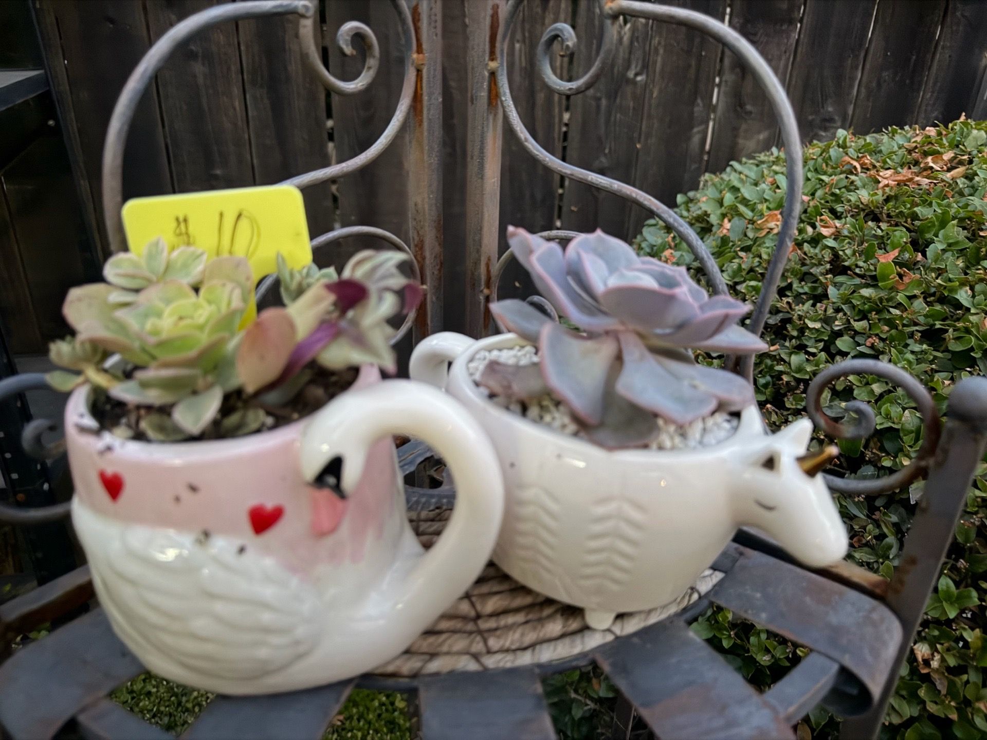 Cute Succulents