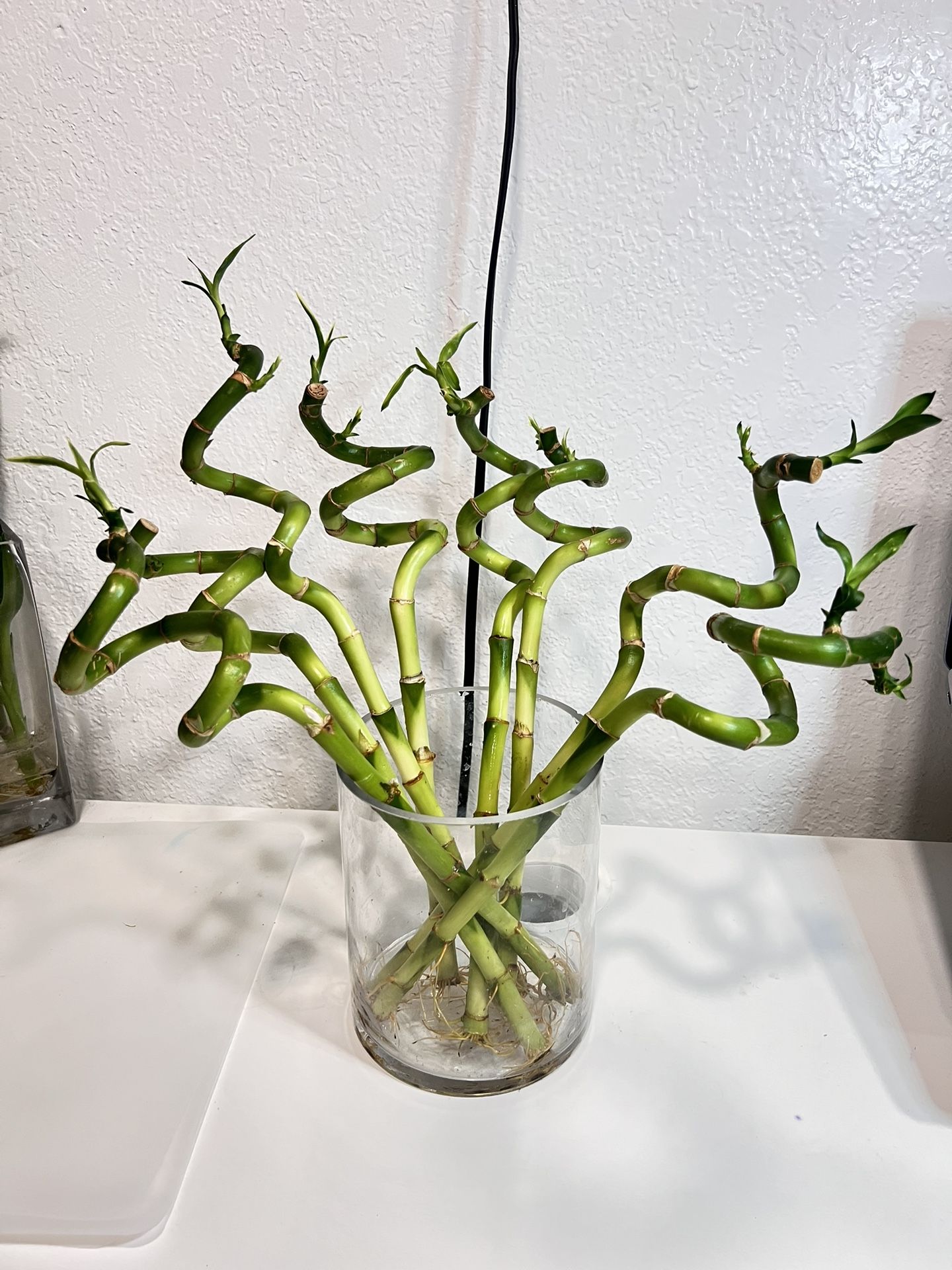 14 Inch Tall Total Spiral Lucky Bamboo Plant Tree ($2/ Stem)