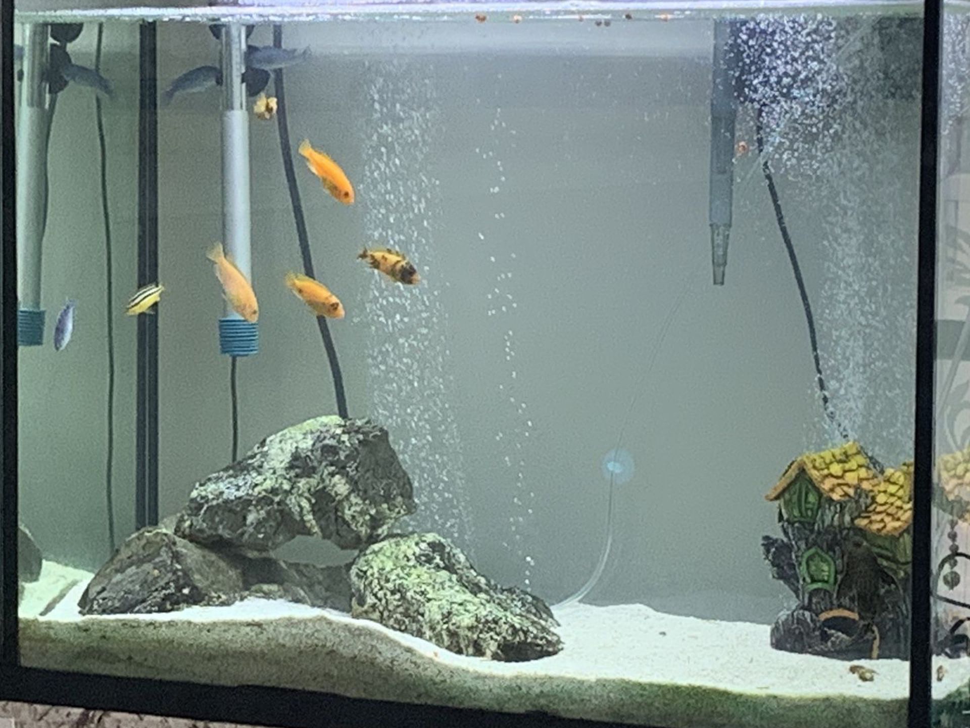 Aquarium Tank with Fish and Supplies
