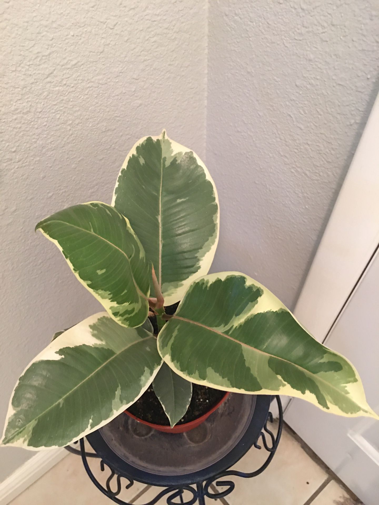 Variegated Rubber Plant Indoor