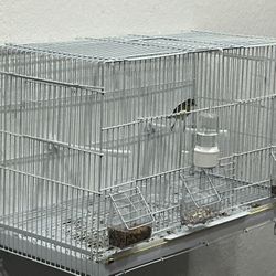 🎶 African Lemon-Breasted Canary (1 Yr Old) - Full Setup Included! 