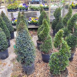 TOPIARIES SMALL 