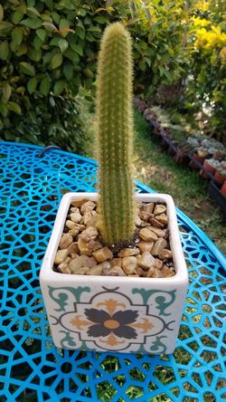 Ceramic pot cactus