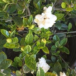 Gardenias Plant.