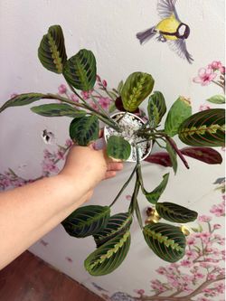 🌿 Red Prayer Plant (Maranta leuconeura) – 4” Pot 🌿