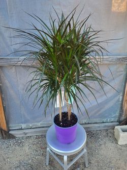 Dracaena Dragon 3' to 3.5' 10" Nursery Pot