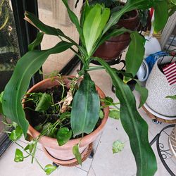 Dracaena Plant in Terra Cotta Pot