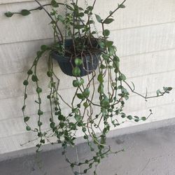 Crassula Sarmentosa Hanging Plant 