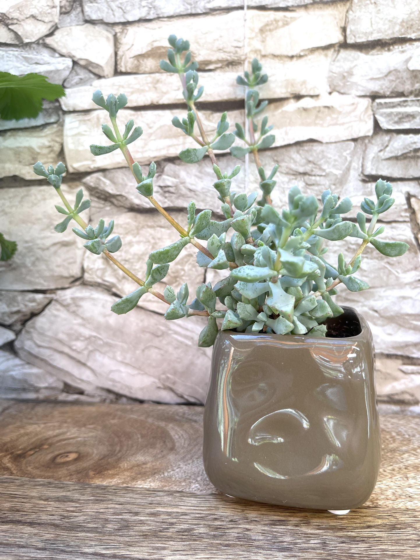 Succulent House Plant In Cute Ceramic Pot 3"H.